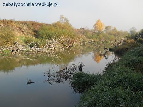 Drapieżnik Raby 2012