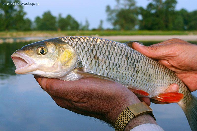 Shimano SpeedMaster AX 30ML - uniwersalny lekki spinning