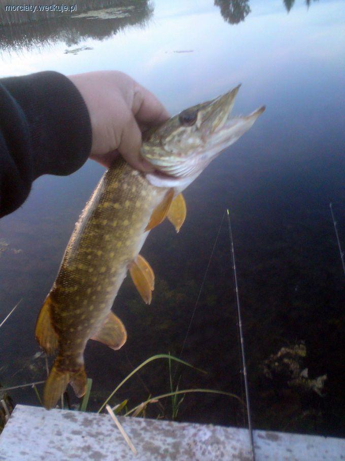 Aktywny Esox - dobre wieści z początkiem miesiąca