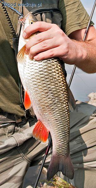 Kleniowy wobler Tiny Salmo - moja ocena