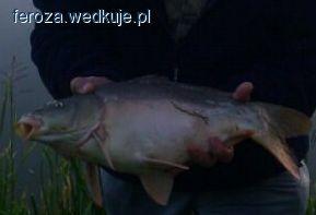 Czar letniej nocy…