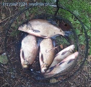 Robinson Ecomix Carp Robinson MVDE Cherry 
