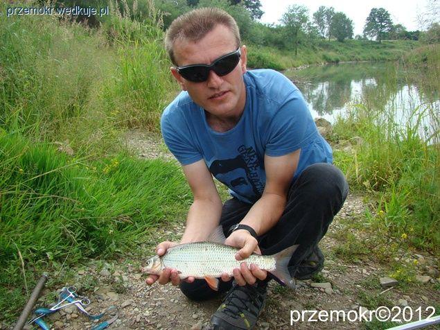 Świnki z Raby i z okienka PKP(-: