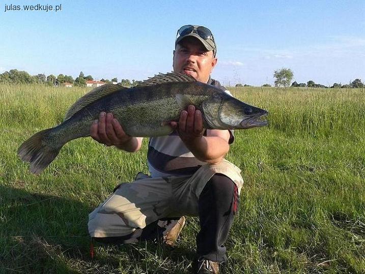 Sandaczowa druga połowa czerwca
