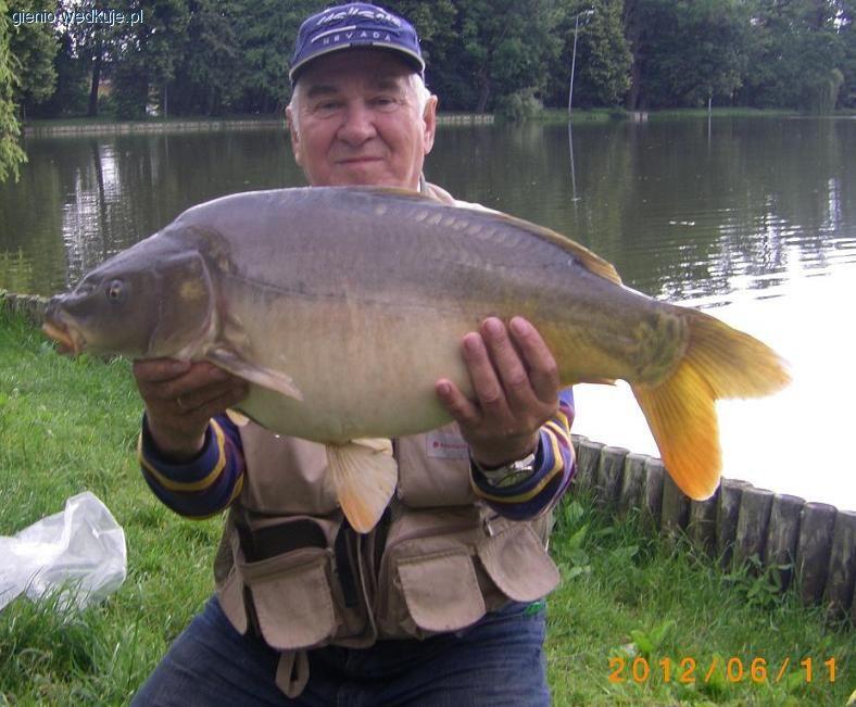 Okazały karp z Potulika