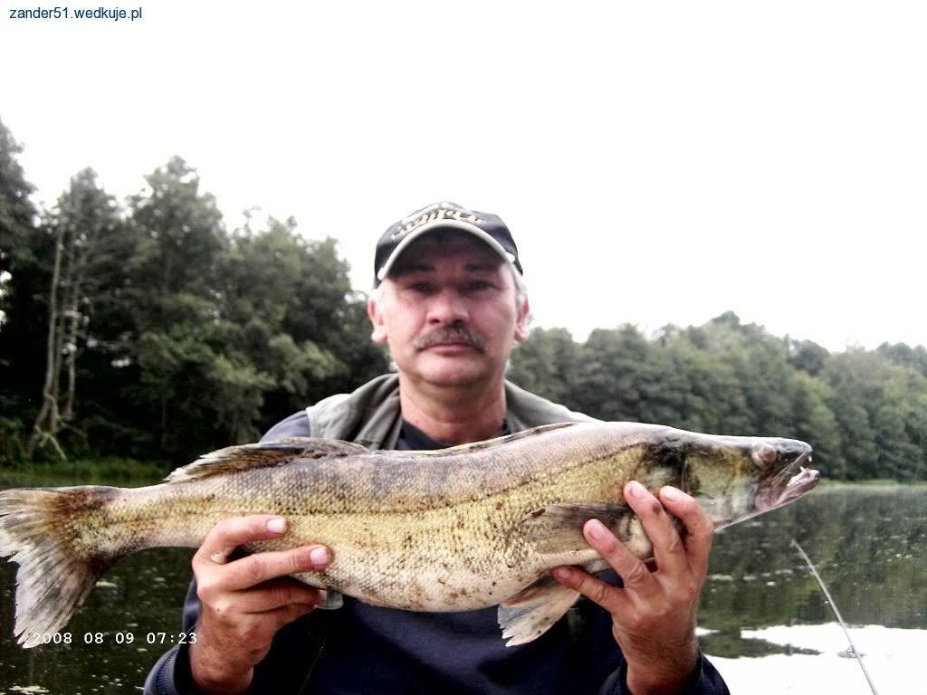 Jak złowić sandacza
