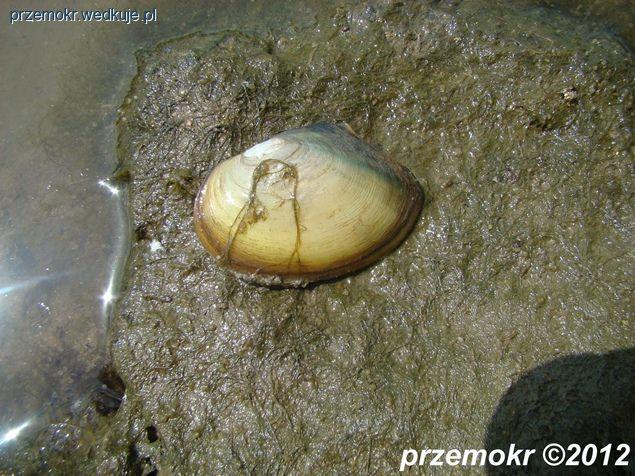 Portowa przygoda na Wisle