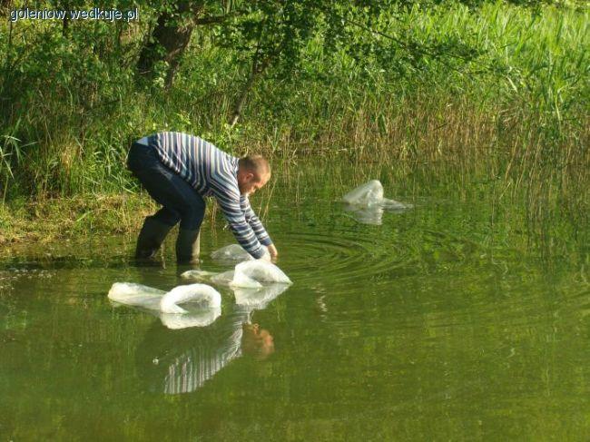 Zarybianie sandaczem 20.05.12