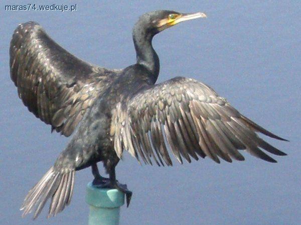 Kormoran