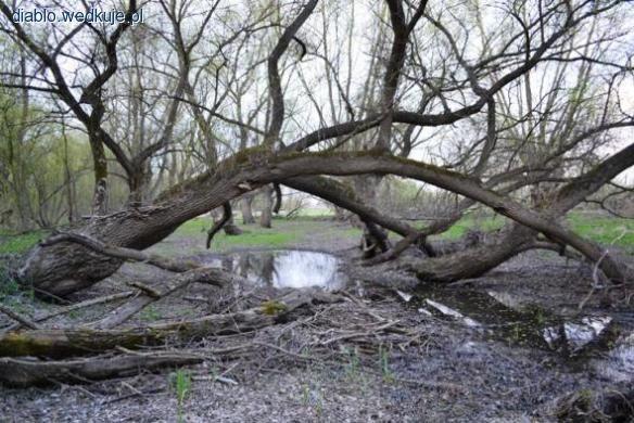 Uroczysko nad jeziorem – odpowiedź
