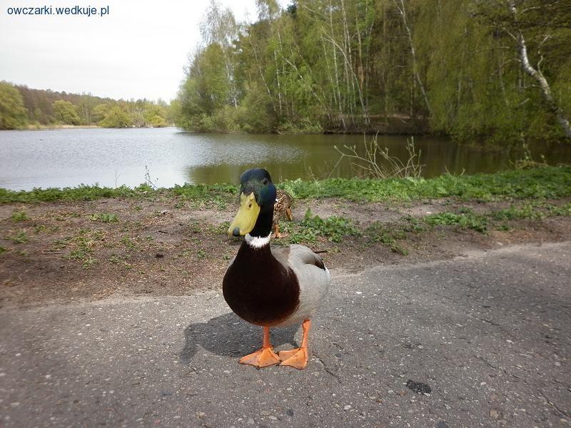 Prawie wędkarz