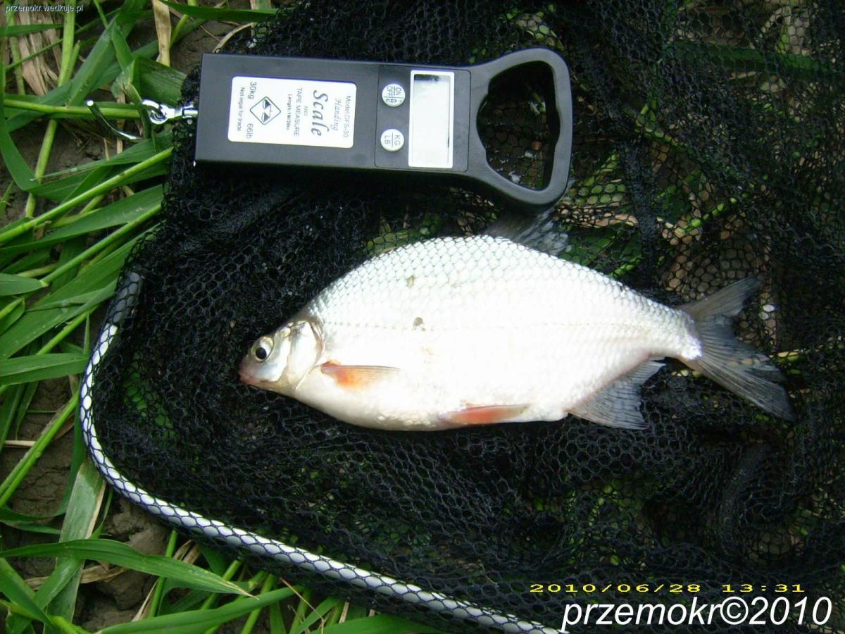Wiślane łopaty cz.2 (leszcz 4kg ,70cm)