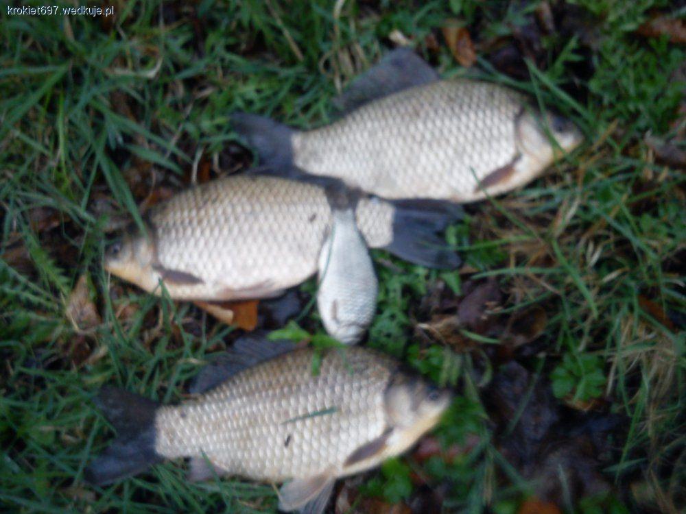 Wyprawa na wiosenne karasie