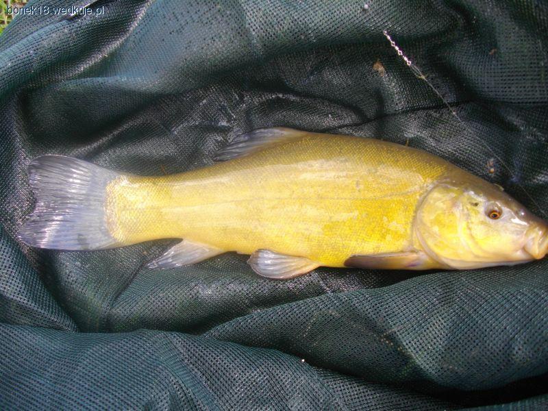 Amatorska tyczka