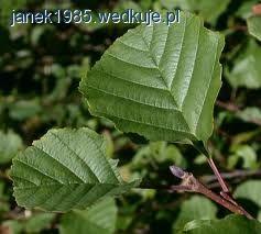 Naturalny kalendarz ryb