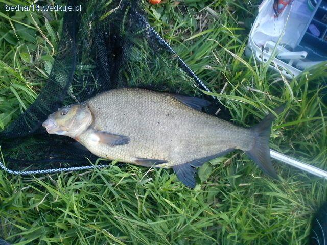 Medalowe leszcze z Radomki 2011