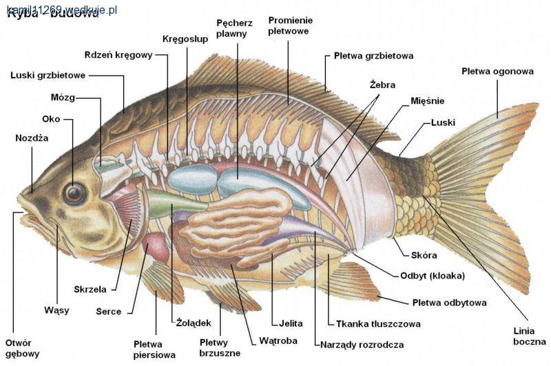 Anatomia ryb