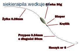 Jak i w jakich miejscach łowić węgorze