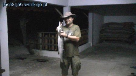 Barakuda Wielka