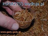 Przynęty naturalne w kilku słowach