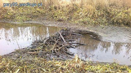 Bobry + niżówka = ochrona antykłusownicza