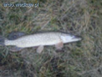 Szczupak grudniowy