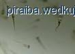 Tarło i młode miętusa