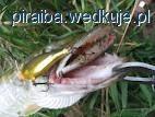 Szczupak