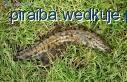 Miętus