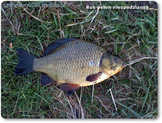 Rok pełen niespodzianek...