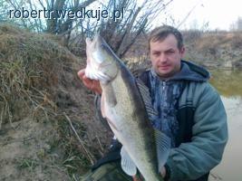 Pierwsze sandacze w tym roku