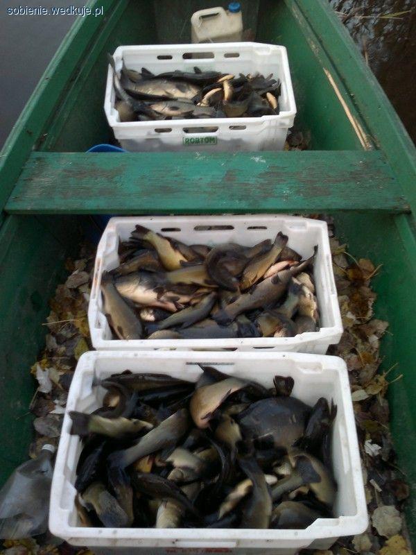 Jezioro Piwonińskie bogatsze o 450 kg karpiowatych