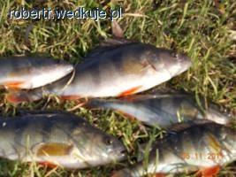 Listopadowa wyprawa na okonie