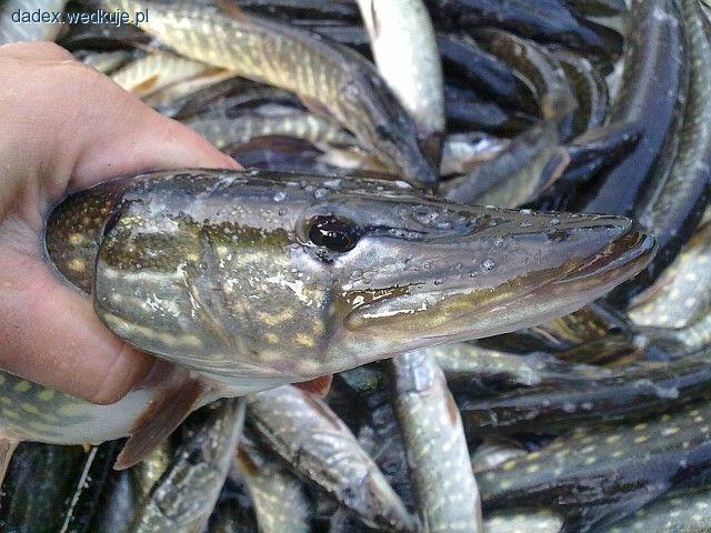 Zarybienie szczupakiem i linem. 169 kg narybku w wodzie