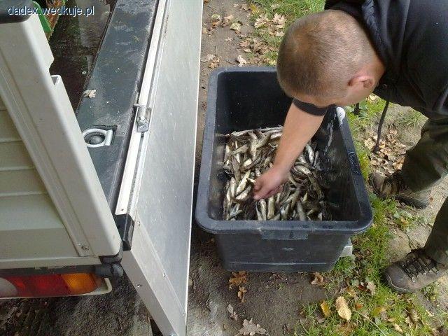 Zarybienie sandaczem J. Słupno i J.Owieczkowo 2011