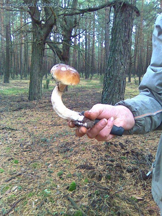 Na ryby... a można i na grzyby