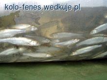 PZW Zarybia boleniem Liwca, Wilgi i Okrzejki 2011