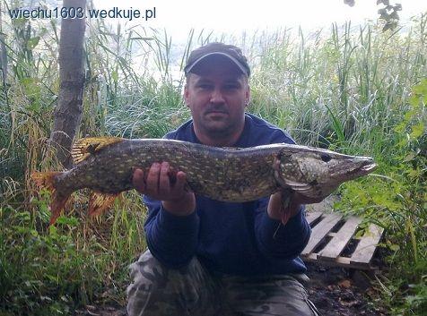 Szczupak 80 cm