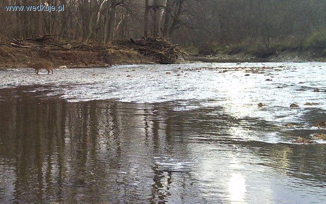 Rocky River - Rzeka Stany Zjednoczone
