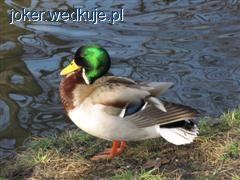 Co z tą roztropnością ?