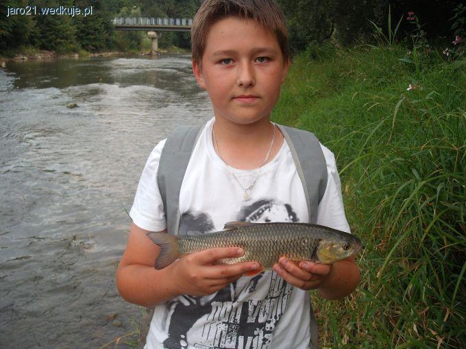 Klenie z Jasiołki