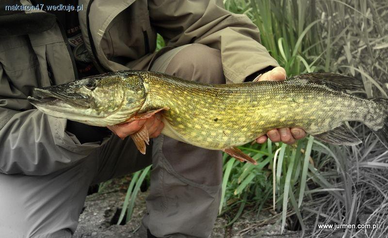 Festyn wędkarski Puchar Babiego Lata Rosnów 2011