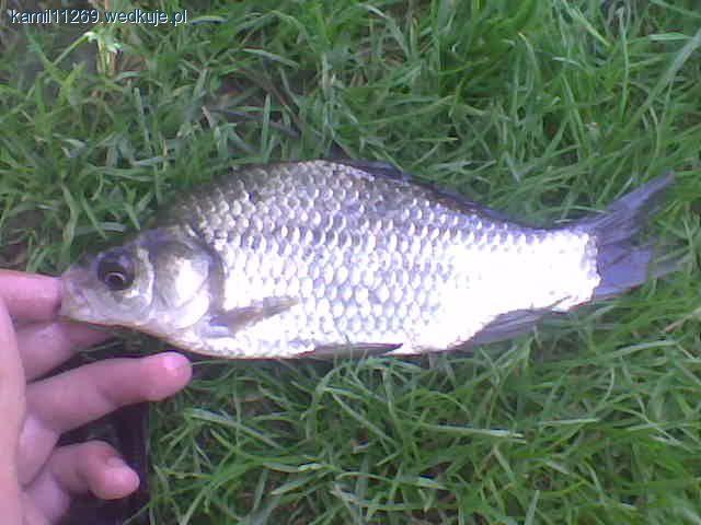 Pod młynkiem