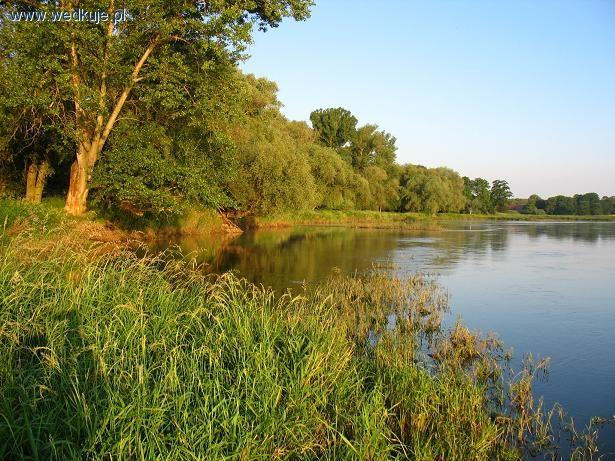 W Dębach