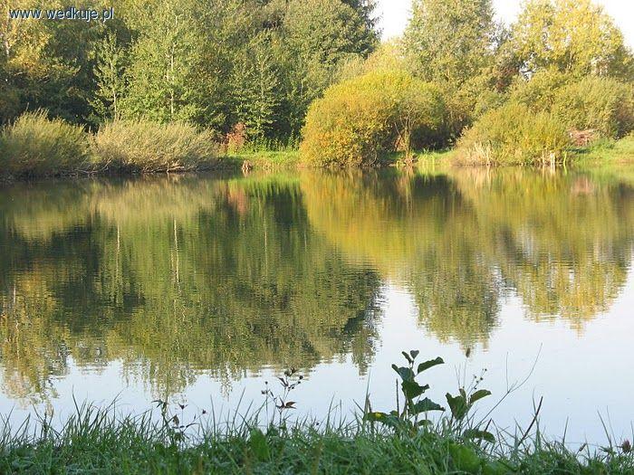 Staw balaton
