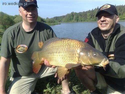 GOLD CARP TEAM