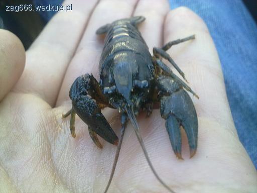 Wielka niespodzianka przy łowieniu karasi