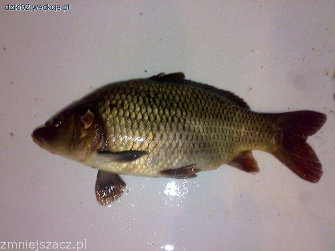 Karp?