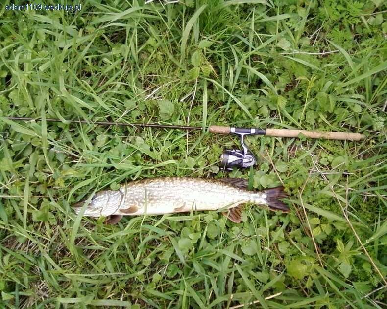Jak poluję na wiosennego szczupaka
