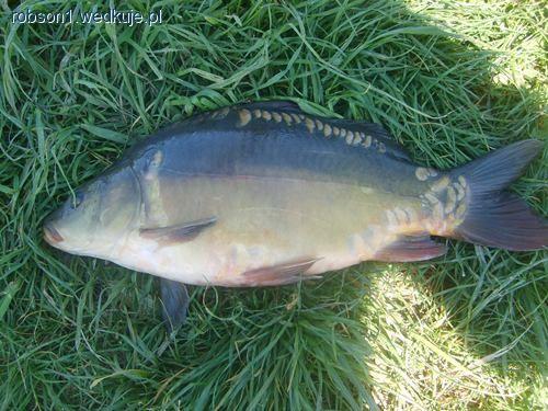 Na bezrybiu... tylko karp